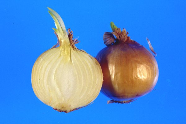 Кракен сайт что будет если зайти